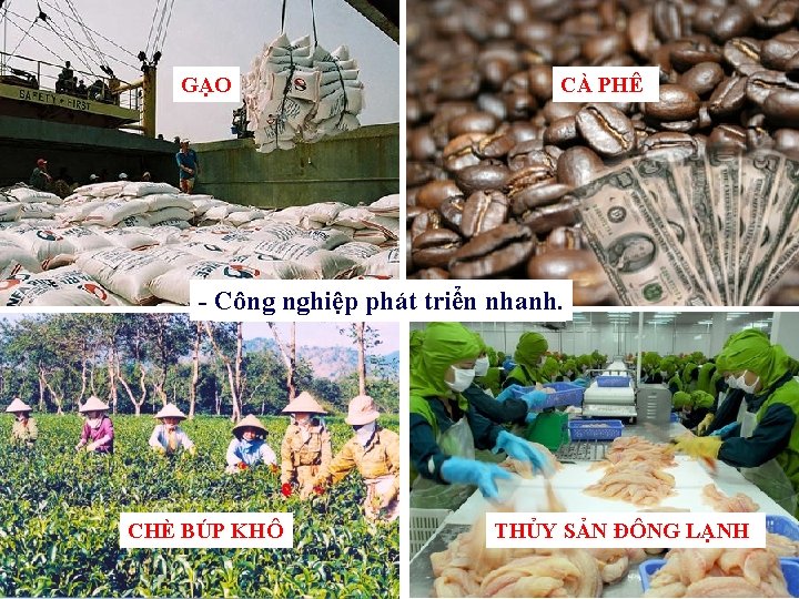 GẠO CÀ PHÊ - Công phát triển nhanh. XUẤTnghiệp KHẨU NÔNG SẢN TĂNG CHÈ