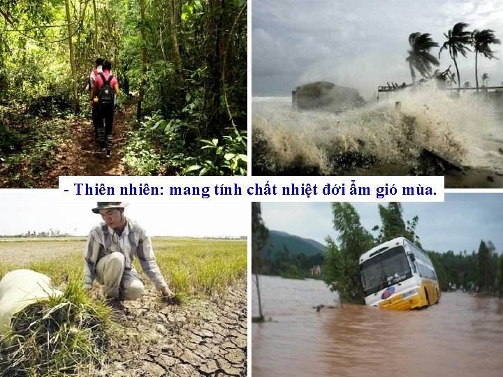 - Thiên nhiên: mang tính chất nhiệt đới ẩm gió mùa. 