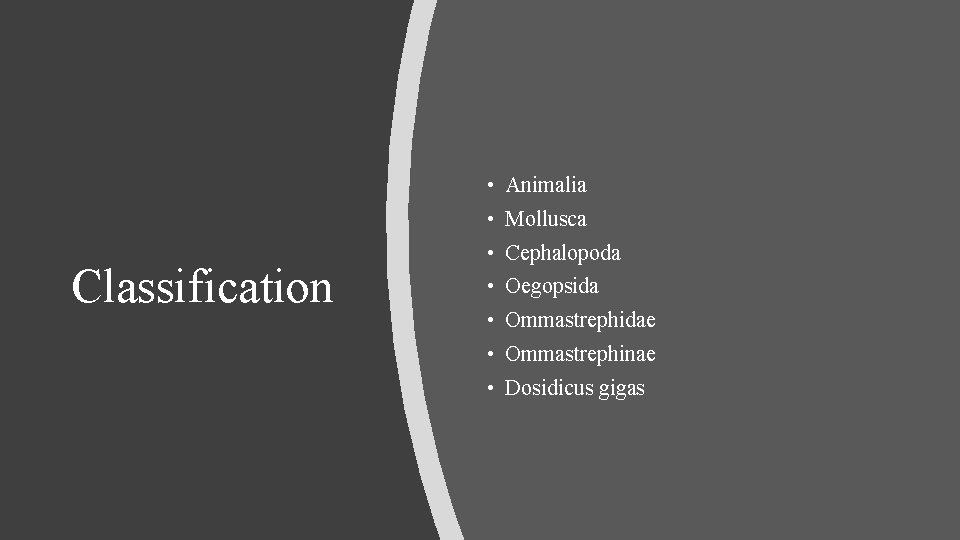  • Animalia • Mollusca Classification • Cephalopoda • Oegopsida • Ommastrephidae • Ommastrephinae