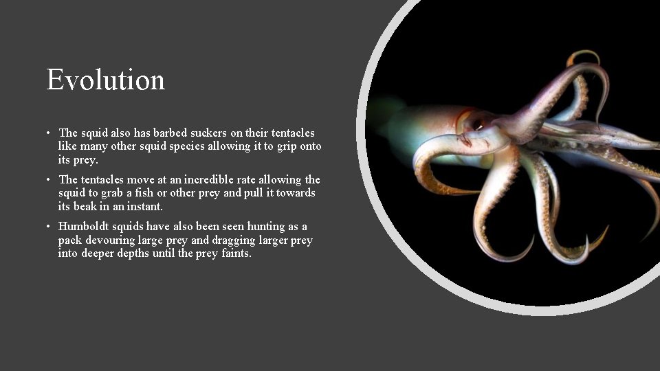 Evolution • The squid also has barbed suckers on their tentacles like many other