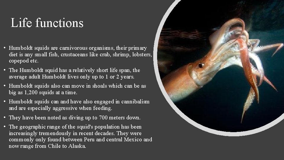 Life functions • Humboldt squids are carnivorous organisms, their primary diet is any small