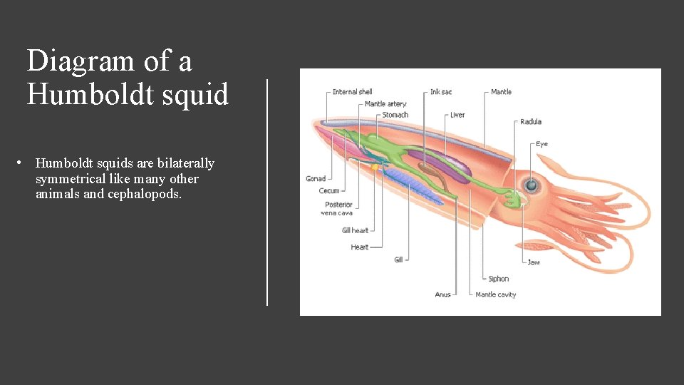 Diagram of a Humboldt squid • Humboldt squids are bilaterally symmetrical like many other