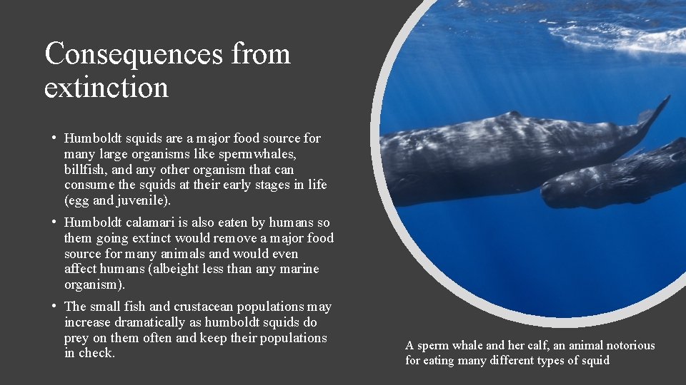 Consequences from extinction • Humboldt squids are a major food source for many large