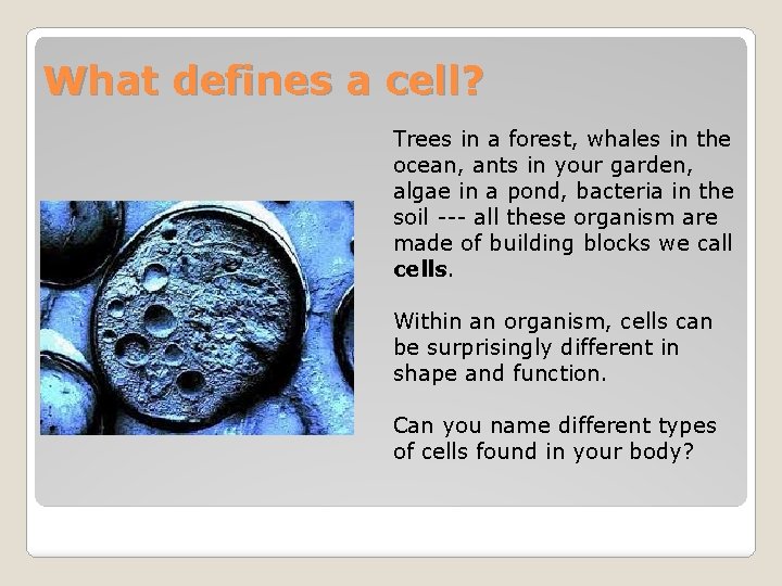 What defines a cell? Trees in a forest, whales in the ocean, ants in