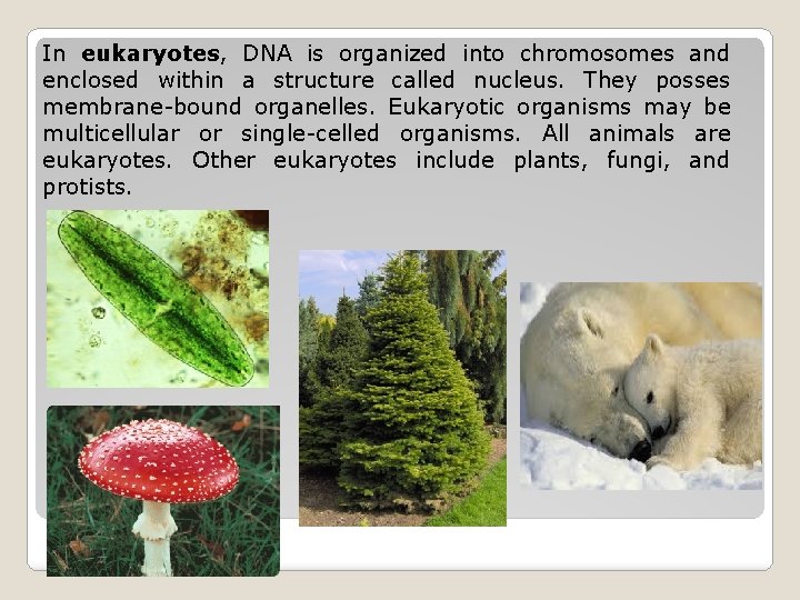 In eukaryotes, DNA is organized into chromosomes and enclosed within a structure called nucleus.