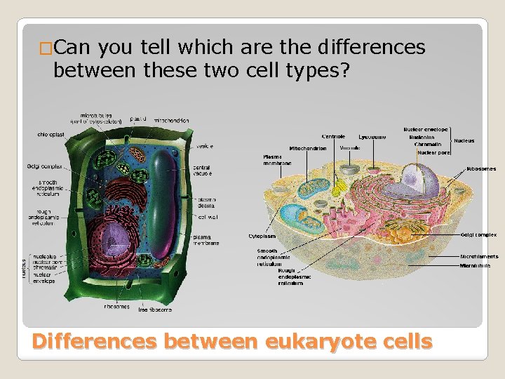�Can you tell which are the differences between these two cell types? Differences between