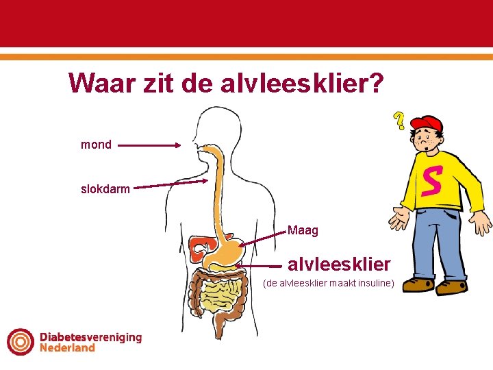 Waar zit de alvleesklier? mond slokdarm Maag alvleesklier (de alvleesklier maakt insuline) 