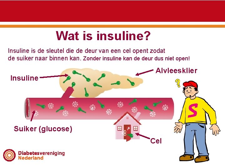 Wat is insuline? Insuline is de sleutel die de deur van een cel opent