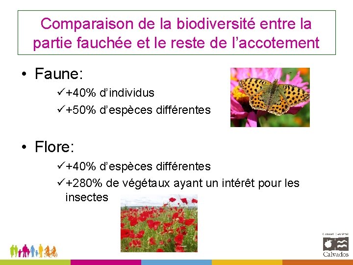 Comparaison de la biodiversité entre la partie fauchée et le reste de l’accotement •