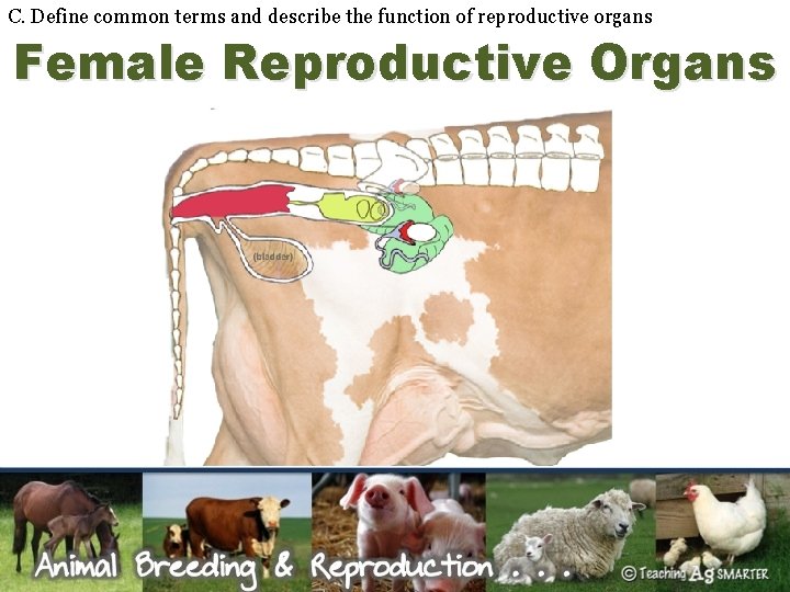 C. Define common terms and describe the function of reproductive organs Female Reproductive Organs