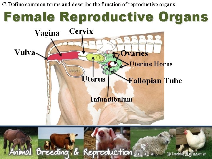 C. Define common terms and describe the function of reproductive organs Female Reproductive Organs