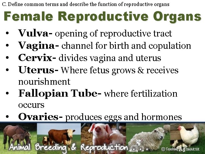 C. Define common terms and describe the function of reproductive organs Female Reproductive Organs
