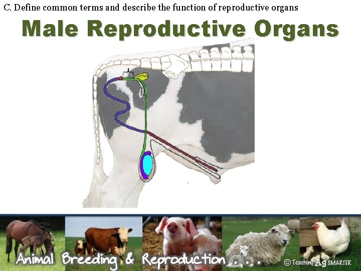 C. Define common terms and describe the function of reproductive organs Male Reproductive Organs