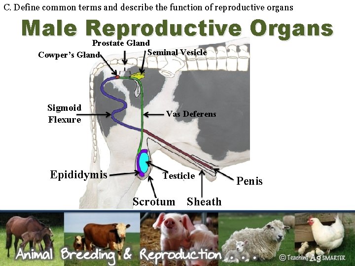 C. Define common terms and describe the function of reproductive organs Male Reproductive Organs