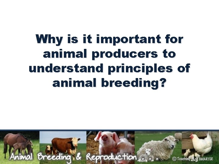 Why is it important for animal producers to understand principles of animal breeding? 