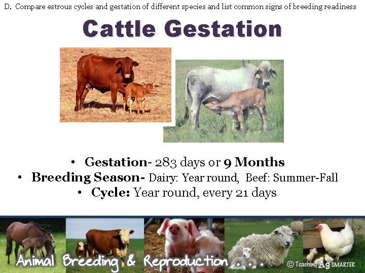 D. Compare estrous cycles and gestation of different species and list common signs of