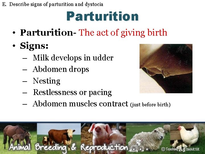 E. Describe signs of parturition and dystocia Parturition • Parturition- The act of giving