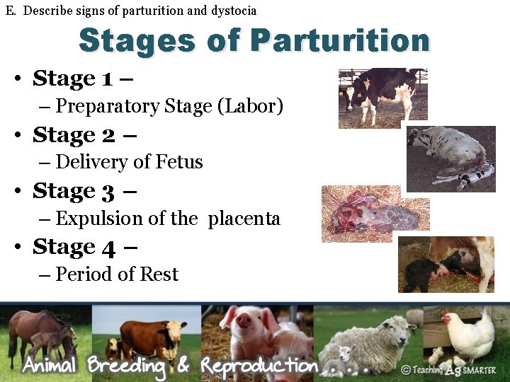 E. Describe signs of parturition and dystocia Stages of Parturition • Stage 1 –