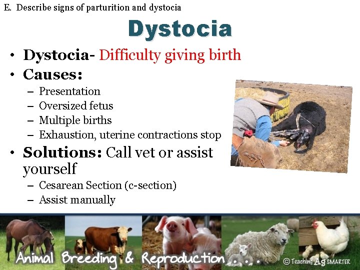 E. Describe signs of parturition and dystocia Dystocia • Dystocia- Difficulty giving birth •