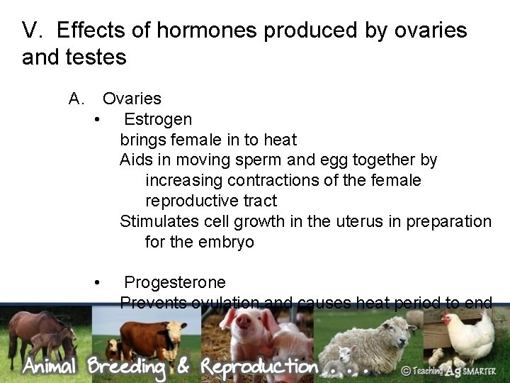 V. Effects of hormones produced by ovaries and testes A. Ovaries • Estrogen brings
