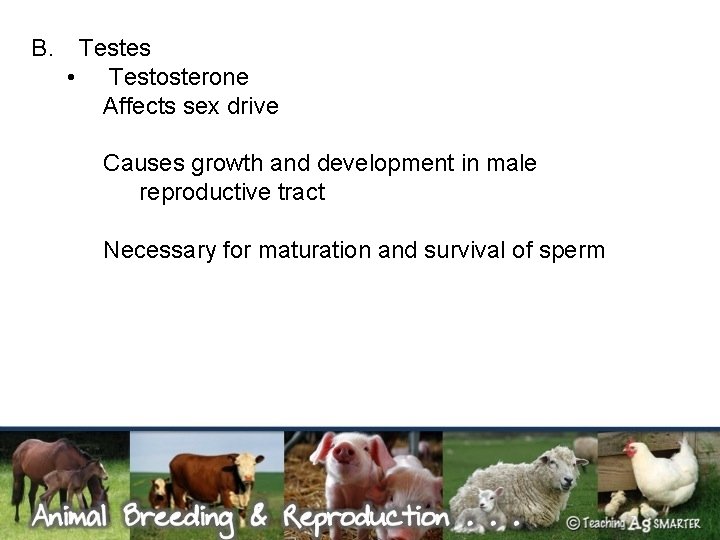 B. Testes • Testosterone Affects sex drive Causes growth and development in male reproductive