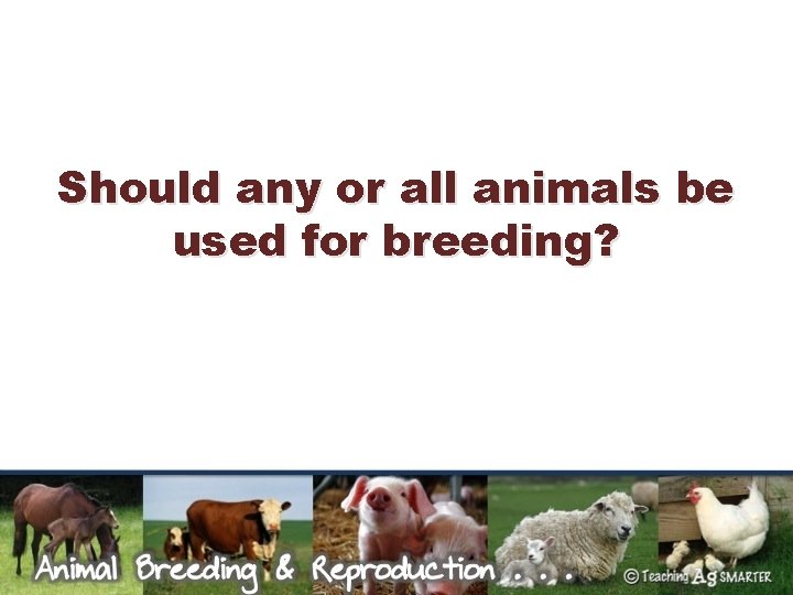 Should any or all animals be used for breeding? 