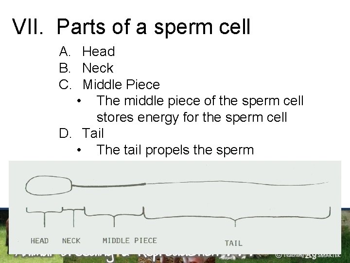 VII. Parts of a sperm cell A. Head B. Neck C. Middle Piece •