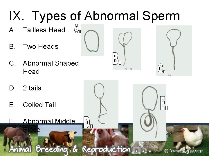 IX. Types of Abnormal Sperm A. Tailless Head B. Two Heads C. Abnormal Shaped