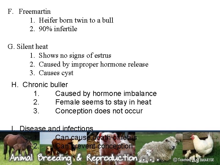 F. Freemartin 1. Heifer born twin to a bull 2. 90% infertile G. Silent