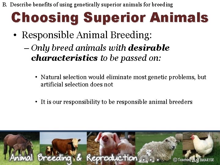 B. Describe benefits of using genetically superior animals for breeding Choosing Superior Animals •