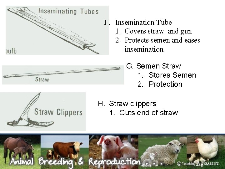 F. Insemination Tube 1. Covers straw and gun 2. Protects semen and eases insemination