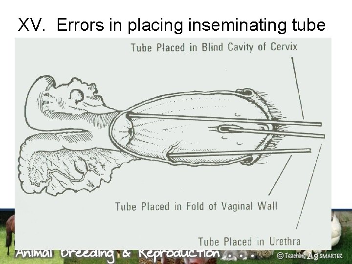 XV. Errors in placing inseminating tube 