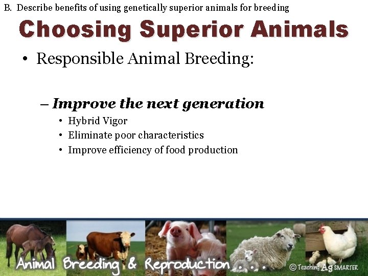 B. Describe benefits of using genetically superior animals for breeding Choosing Superior Animals •
