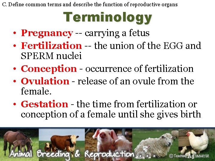 C. Define common terms and describe the function of reproductive organs Terminology • Pregnancy