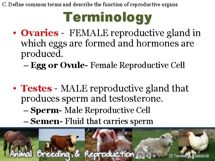 C. Define common terms and describe the function of reproductive organs Terminology • Ovaries