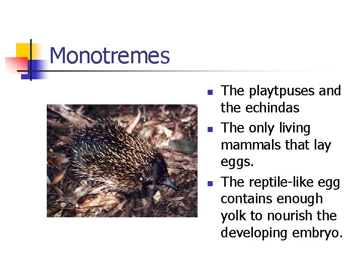 Monotremes n n n The playtpuses and the echindas The only living mammals that