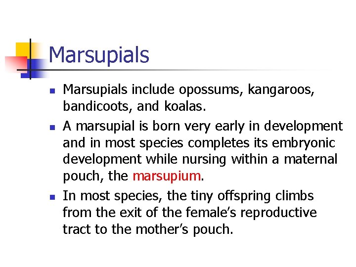 Marsupials n n n Marsupials include opossums, kangaroos, bandicoots, and koalas. A marsupial is