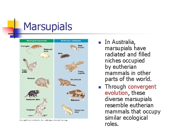 Marsupials n n In Australia, marsupials have radiated and filled niches occupied by eutherian