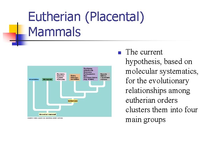 Eutherian (Placental) Mammals n The current hypothesis, based on molecular systematics, for the evolutionary