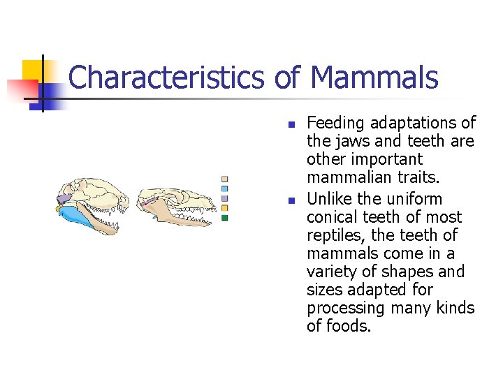 Characteristics of Mammals n n Feeding adaptations of the jaws and teeth are other