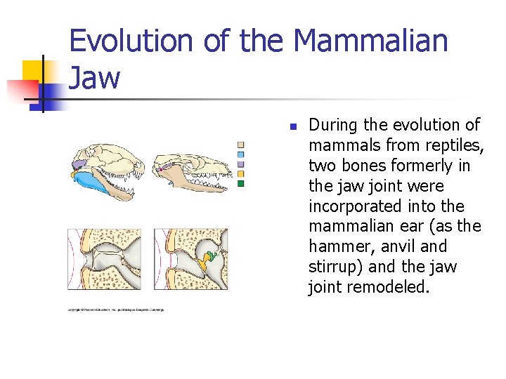 Evolution of the Mammalian Jaw n During the evolution of mammals from reptiles, two