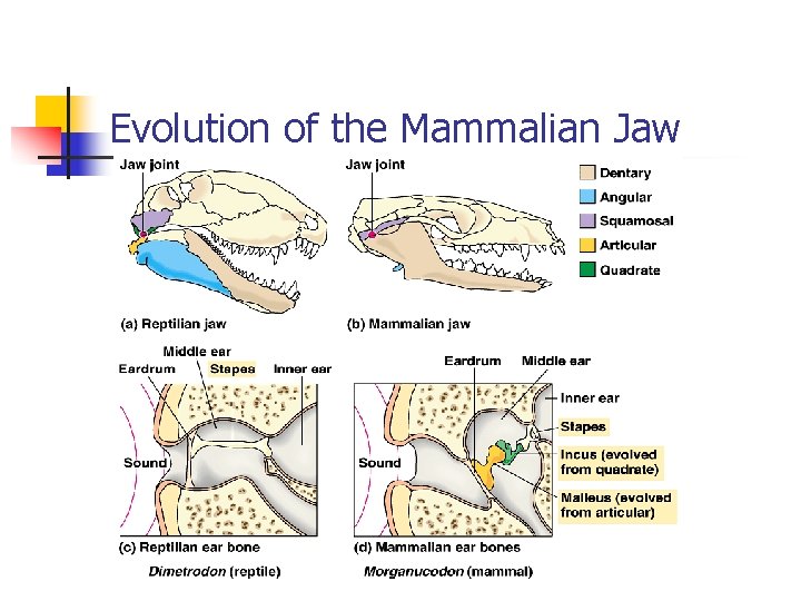 Evolution of the Mammalian Jaw 