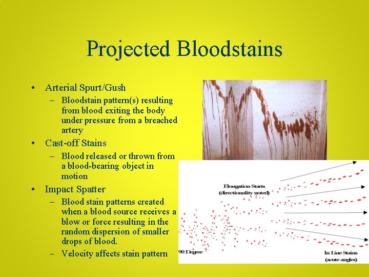 Projected Bloodstains • Arterial Spurt/Gush – Bloodstain pattern(s) resulting from blood exiting the body