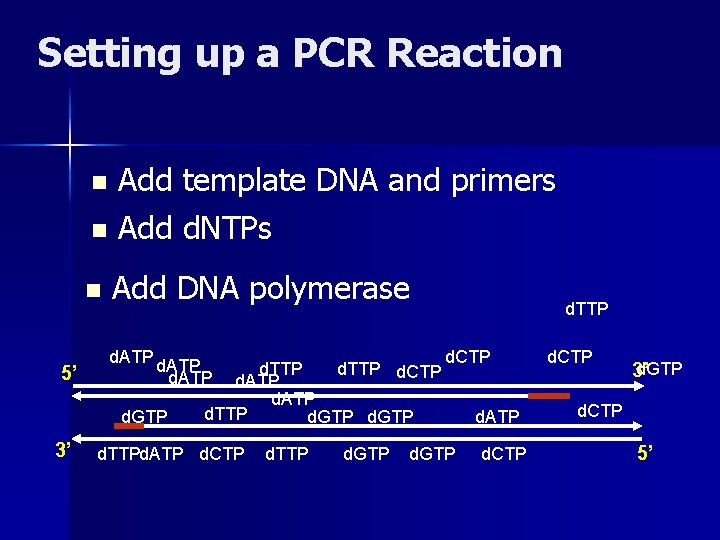 Setting up a PCR Reaction Add template DNA and primers n Add d. NTPs