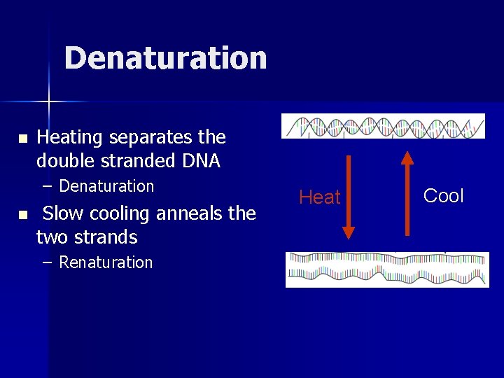 Denaturation n Heating separates the double stranded DNA – Denaturation n Slow cooling anneals