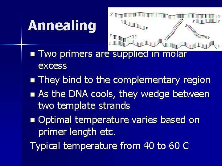 Annealing Two primers are supplied in molar excess n They bind to the complementary