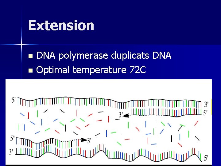 Extension DNA polymerase duplicats DNA n Optimal temperature 72 C n 