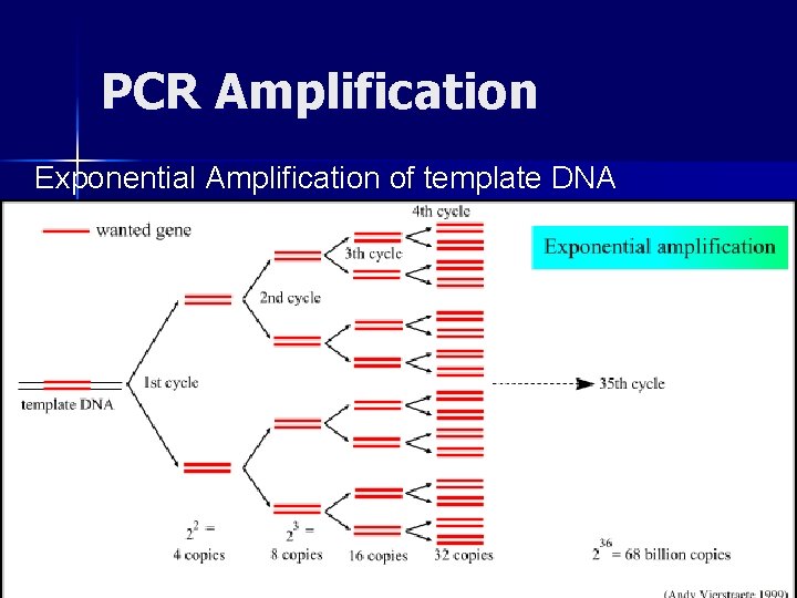 PCR Amplification Exponential Amplification of template DNA 