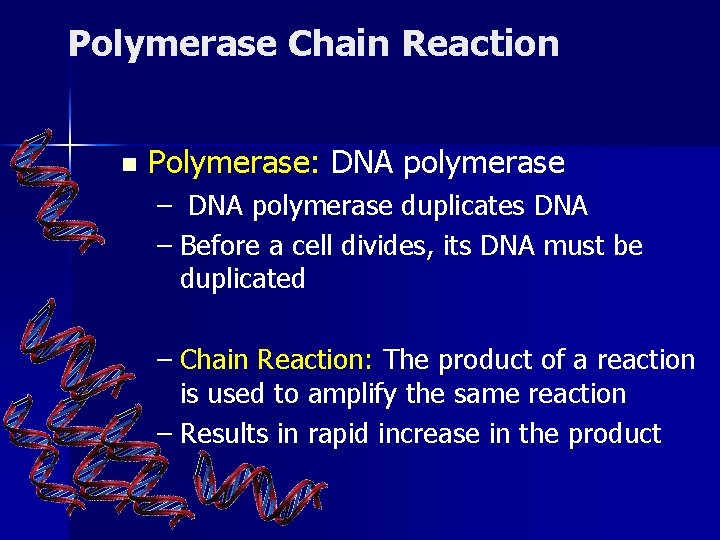 Polymerase Chain Reaction n Polymerase: DNA polymerase – DNA polymerase duplicates DNA – Before