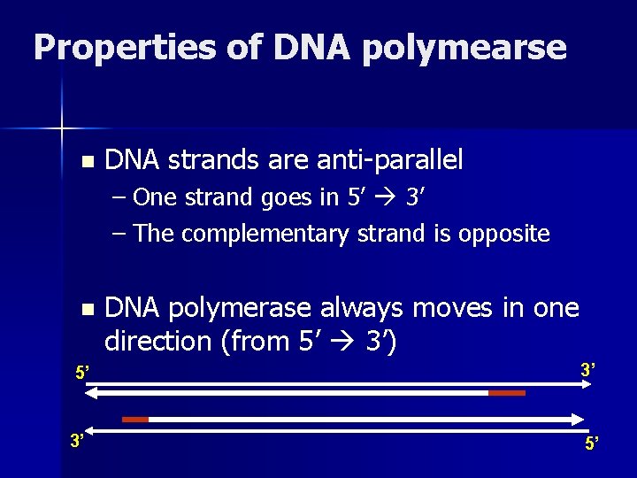 Properties of DNA polymearse n DNA strands are anti-parallel – One strand goes in